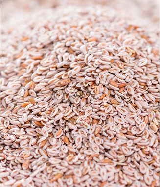 Psyllium Seeds Manufacturer, Exporter & Wholesale Supplier