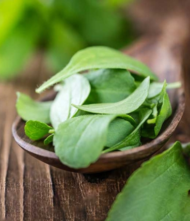 Stevia Leaves Manufacturer, Exporter & Wholesale Supplier