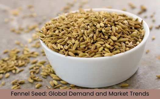 Fennel Seed - Global Demand and Market Trends