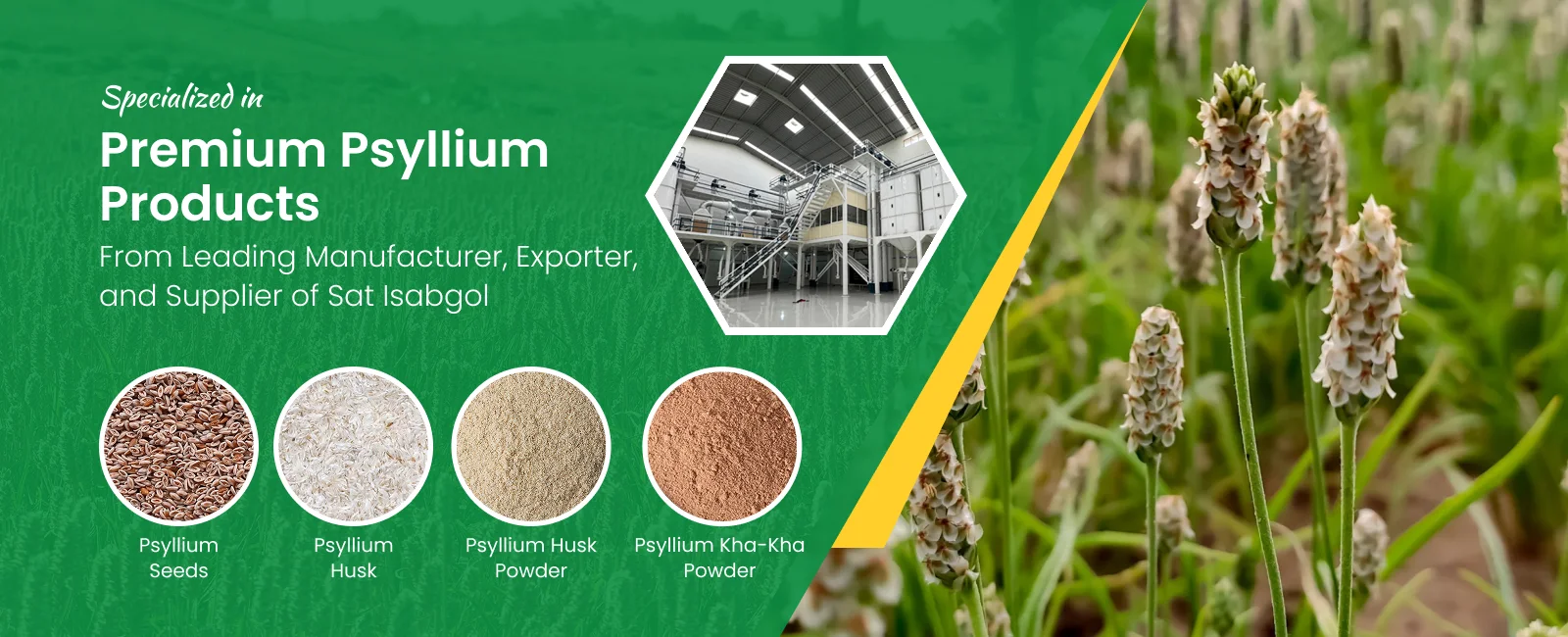 Premium Psyllium Products From Leading Manufacturer, Exporter, and Supplier of Sat Isabgol