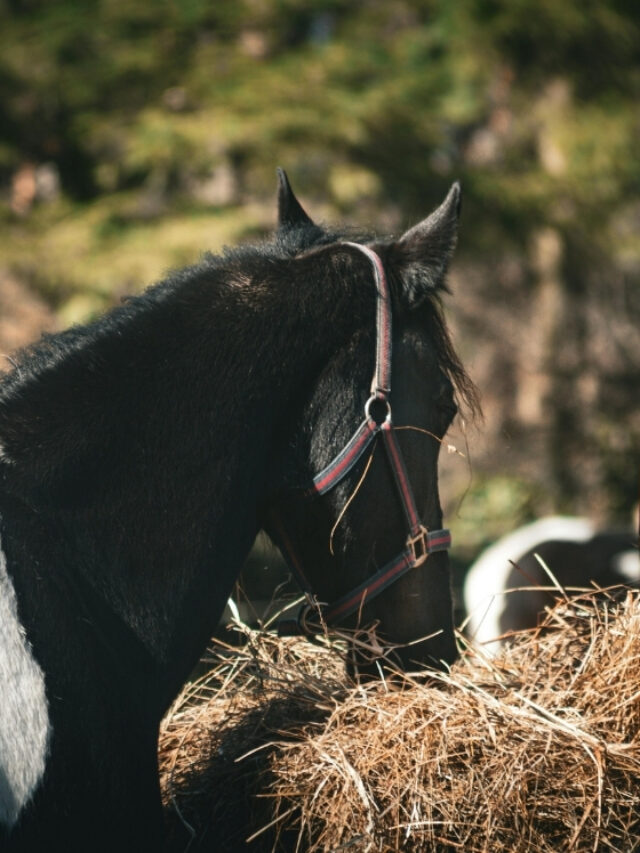 Horse Feed
