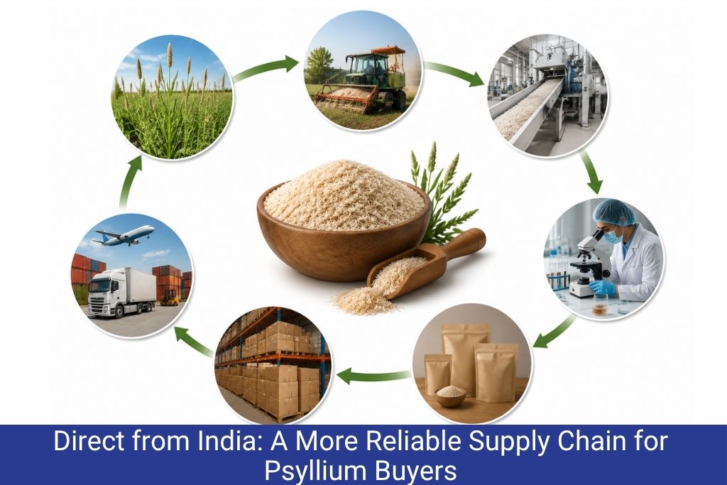 Direct from India More Reliable Supply Chain Psyllium Buyers